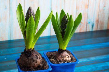 bahçe ve ev dekorasyonu olarak sümbül tomurcukları, ahşap masa üzerinde çiçekler mavi fincanlar, fidanlar