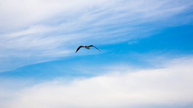 Mavi gökyüzünde süzülen bir martı.