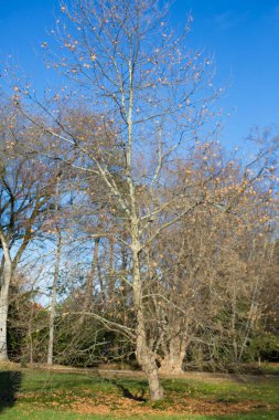 Yalnız ve güzel bir sonbahar ağacı. Sonbahar manzarası. Bir akçaağaç, neredeyse düşmek üzere olan yaprakları gökyüzüne..