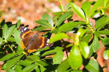 Renkli Kızıl Amiral Vanessa Atalanta bulanık arkaplanlı kelebek kırmızı-turuncu renktedir. Isırgan otu ve devedikeni bitkileriyle beslenir. Kuzey Amerika ve Rusya 'nın en yaygın kelebeklerinden biri.