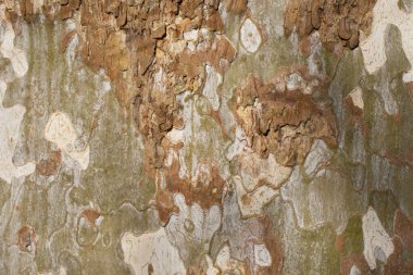 Platanus oksidentalis ağaç kabuğu dokusu yakın çekim. Ağaç kabuğu döküyor. Askeri kamuflaj modeline benziyor..
