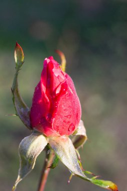 Yağmurdan sonra bahçede kırmızı bir gül goncasının yakın çekimi. Baharda bahçede sapında pembe bir tomurcuk.