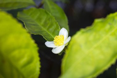 Çay bitkisi kamelya sinensis bir dalda beyaz çiçek, çalı çiçeği, bahar, yakın plan, makro, yatay çekim