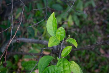 Genç yeşil çay, sinensis çay yaprakları dalda, ilkbaharın başında
