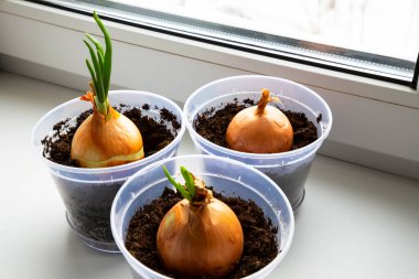 Evde taze soğan yetiştirirken, pencere eşiğinde saksılarda taze soğan filizlenirken,