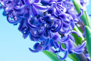 Leylak yapraklı sümbül, yağmur damlaları, makro fotoğraf, doğal çiçek arkaplanı.