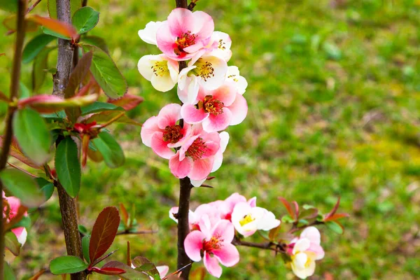 Close-up of pink flowers of the shrub Chaenomeles japonica, commonly known as Japanese quince or Maula quince in a sunny spring garden, beautiful Japanese flowers on a floral background, sakura