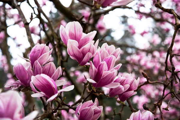 Pink magnolia petals close-up on the branches. Purple tulip magnolia flowers on a tree. Floral natural background. Early spring. Sochi, Southern Culture Park 25.03.2021