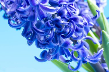 Yumuşak mavi bir arka planda Hyacinth veya Hollanda sümbülü çiçekleri. Merhaba ilkbahar kavramı. Minimum konsept. Kartpostal