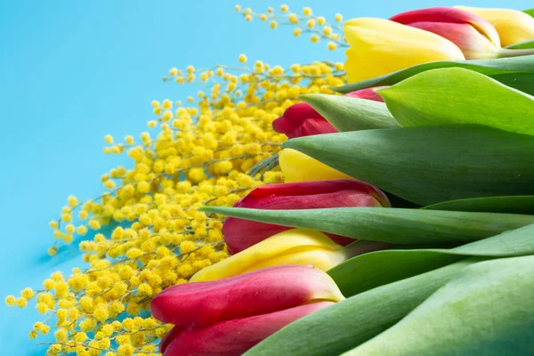 Tulipanes Rojos Amarillos Mimosa Amarilla Sobre Fondo Azul Flores Primavera — Foto de Stock