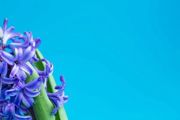 Jacinthe fleurs de jacinthe commune ou hollandaise sur un fond bleu doux. Le concept de bonjour printemps. Concept minimal. Carte postale, Fond floral — Photo