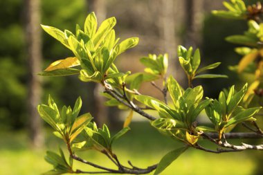 Azalea yaprağı, bir açelya çalısı filizi, çiçeksiz. Açık yeşil yapraklar, ilkbaharın başlarında, yeni bir hayat.
