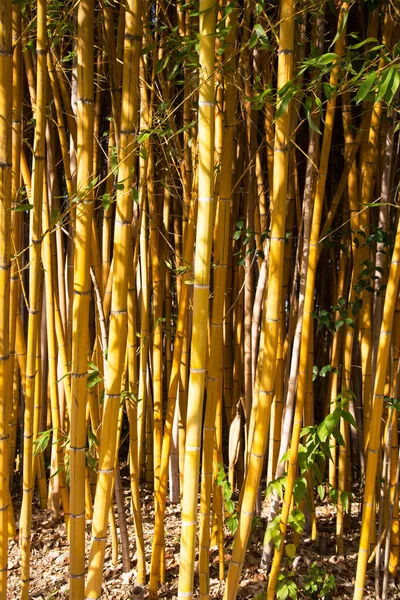 Beleza Bambu Dourado Com Caules Dourados Folhas Verdes Popular Para — Fotografia de Stock