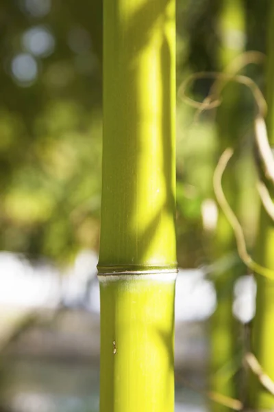 Bambu Bambuskogen Gröna Stammar Från Bambudunge Sommardag — Stockfoto