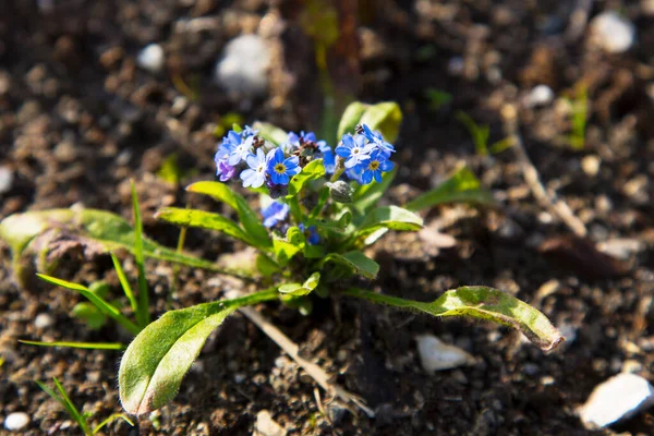 Забудьте Меня Цветы Крошечные Голубые Цветы Семейство Boraginaceae Myosotis — стоковое фото