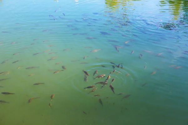 Fish in the pond. Shoal of fish in the river t — Stock Photo, Image