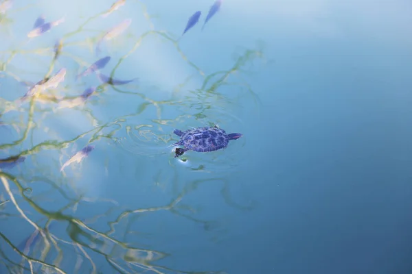 Red-eared turtle in water. Underwater photo with tortoise. Exotic island seashore environment in tropical lagoon. Wild turtle swimming underwater in blue tropical sea. Sea turtle in wild nature — Stock fotografie