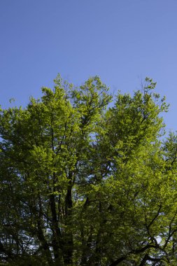Mavi arka planda yeşil yaprakları olan ağaç dalları