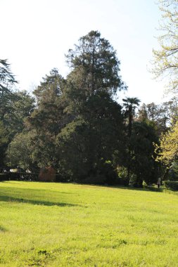 Yeşil çim tarlası olan parkın güzel sabah ışığı