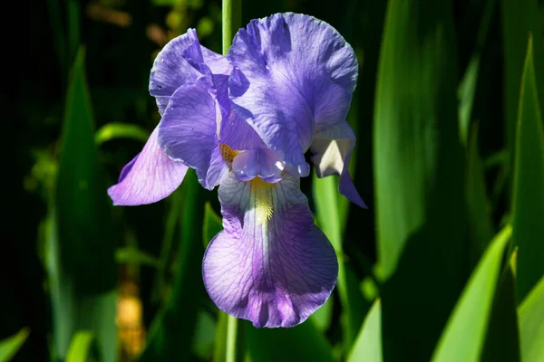 Drapeau bleu du Nord fleur poussant parmi l'herbe. Iris violet fleur un fond vert. — Photo