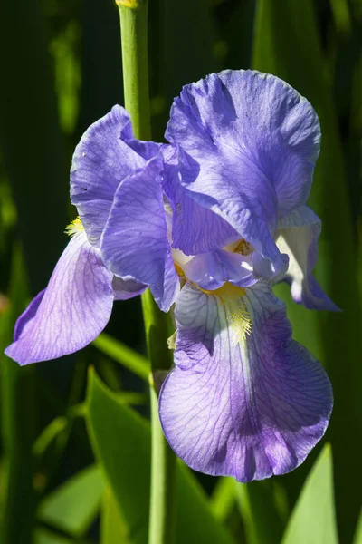 Drapeau bleu du Nord fleur poussant parmi l'herbe. Iris violet fleur un fond vert. — Photo