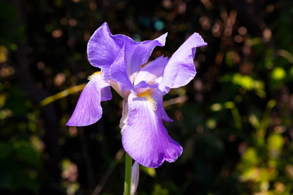 Цветок Северного Голубого Флага растет среди травы. Фиолетовый цветок радужки зеленый фон. — стоковое фото
