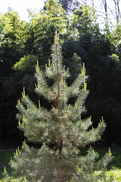 Afforestation. Young pine planted regrowth on plot with sandy soil, pine sapling. — Stock Photo, Image