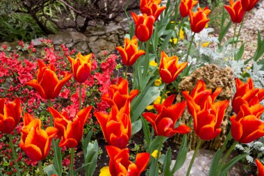 Bahar bahçesindeki portakal kırmızısı laleler çiçek açan laleler, yaz mevsimi