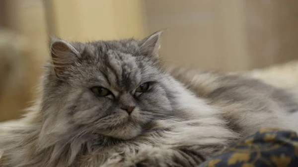 Scottish Straight Long Haired Cat Lies Pillow Beautiful Grey Fluffy — Stok fotoğraf