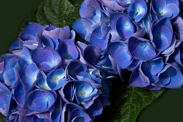 Blue Hydrangea Flower Hydrangea Macrophylla Garden Summer Background — Stock Photo, Image