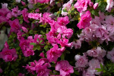 Flowers in the garden. Pink buds and petals on plant bushes, summer background