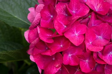 close-up of pink hydrangea flower Hydrangea macrophylla in the garden, summer background