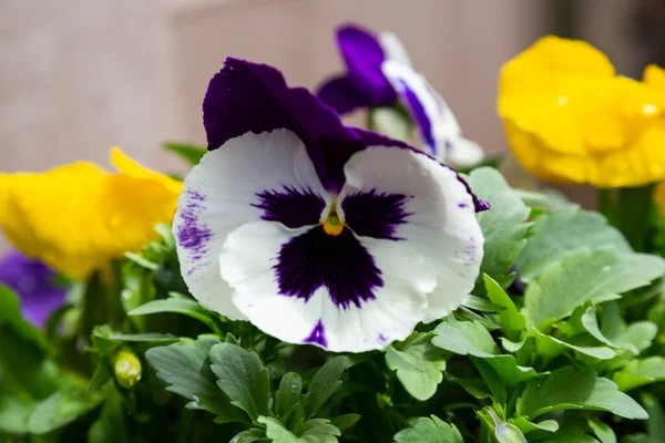 Viola Tricolor Flower Grows Park Summer Day — Stockfoto