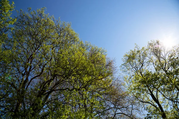 Mavi Arka Planda Yeşil Yaprakları Olan Ağaç Dalları Yaz Arkaplanı — Stok fotoğraf
