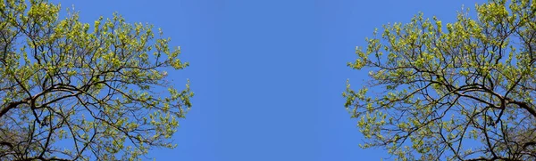Κλαδιά Δέντρων Νεαρά Πράσινα Φύλλα Φόντο Μπλε Ουρανού Καλοκαιρινό Φόντο — Φωτογραφία Αρχείου
