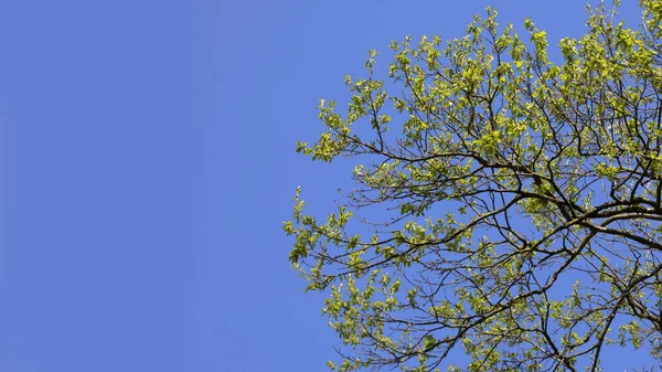 青空を背景に若い緑の葉を持つ木の枝夏の背景 — ストック写真