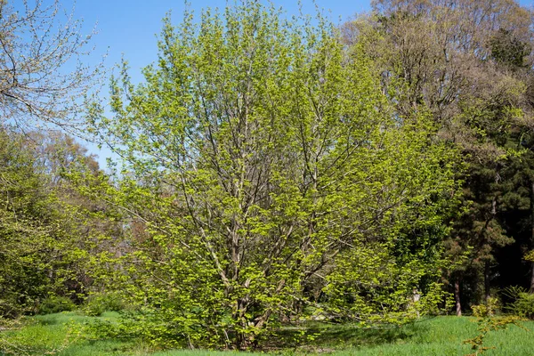 Groene Gazon Bomen Het Stadspark Onder Het Zonlicht Zomer — Stockfoto