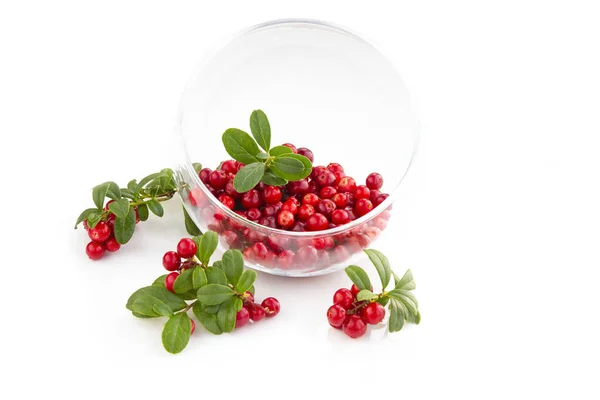 Wild Cowberry Foxberry Lingonberry Leavesin Glass Bowl White Background — Stock Photo, Image