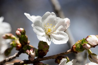 Bahçedeki ağaçtaki beyaz çiçekler. Doğal çiçek geçmişi var. Sakura çiçek açtı, Mayıs, Haziran