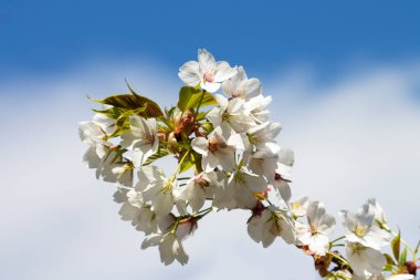 Ahşap arka planda bahar çiçekleri mavi bir gökyüzüne karşı beyaz kiraz çiçekleri açar. Çiçekli doğal bir arka plan.