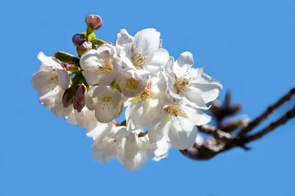 Spring Blossom Wood Background White Cherry Blossoms Branch Blue Sky — Stock Photo, Image