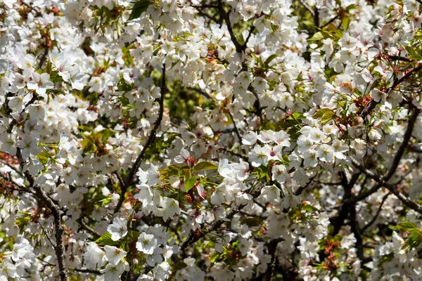 White flowers on a tree in the garden. Natural floral background. Sakura in bloom, May, June — Stock Photo, Image