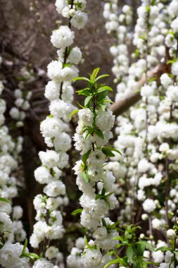 Yakın plan Çin kirazı Prunus glandulosa Alba plena Çin eriği ya da cüce badem çiçekli yakın plan fotoğraf bulanık çiçek arkaplan