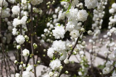 Yakın plan Çin kirazı Prunus glandulosa Alba plena Çin eriği ya da cüce badem çiçekli yakın plan fotoğraf bulanık çiçek arkaplan