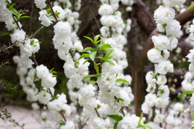 Yakın plan Çin kirazı Prunus glandulosa Alba plena Çin eriği ya da cüce badem çiçekli yakın plan fotoğraf bulanık çiçek arkaplan