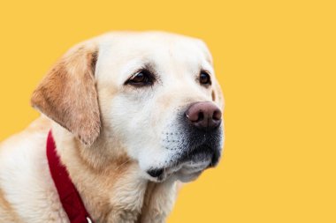 Kırmızı yakalı bir Labrador av köpeği. Sarı zemin üzerinde bir Labrador kafası portresi, metin için boşluk