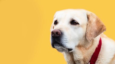 Kırmızı yakalı bir Labrador av köpeği. Sarı zemin üzerinde bir Labrador kafası portresi, metin için boşluk