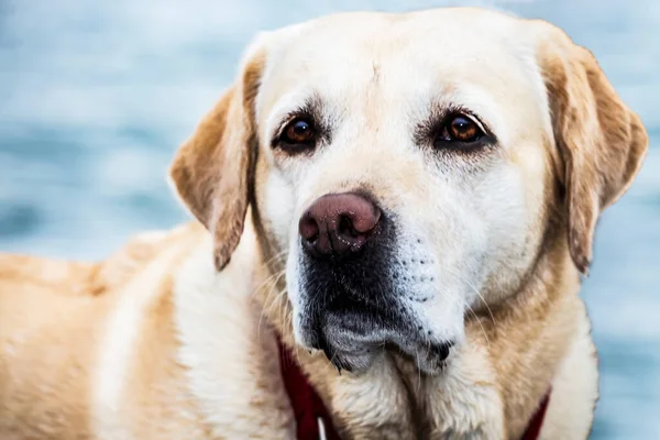 Собака Лабрадор Ретривер Красном Воротнике Портрет Головы Лабрадора Фоне Моря — стоковое фото