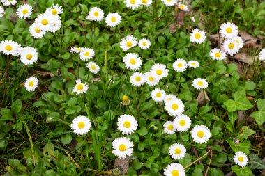 Çayırdaki çimlerin arasında papatya çiçekleri, doğada yaz.