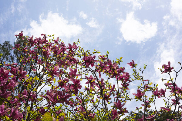 Flower Magnolia flowering against a background of flowers Rosebuds on a tree branch, spring